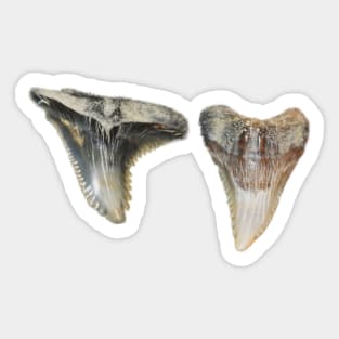 Two Shark Teeth Fossil Print Sticker